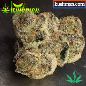 Buy Afghani Hawaiian Strain Online