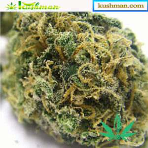 Buy Kosher Kush Reserva Privada Online