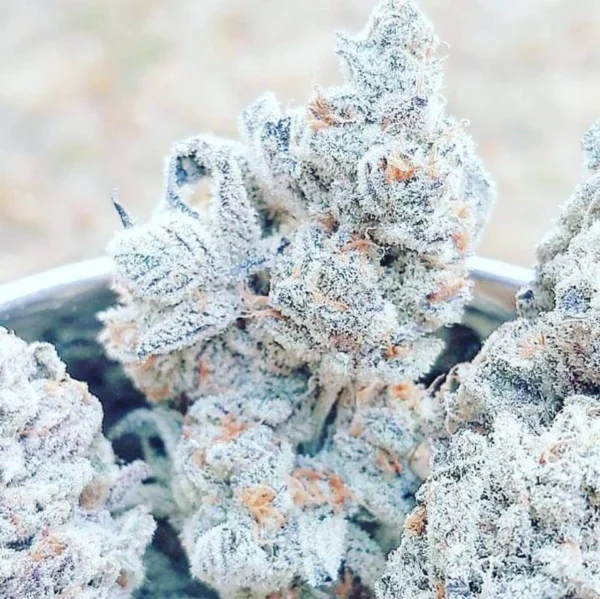 White Rhino Strain