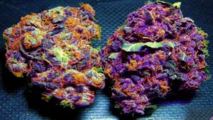 chips ahoy weed strain