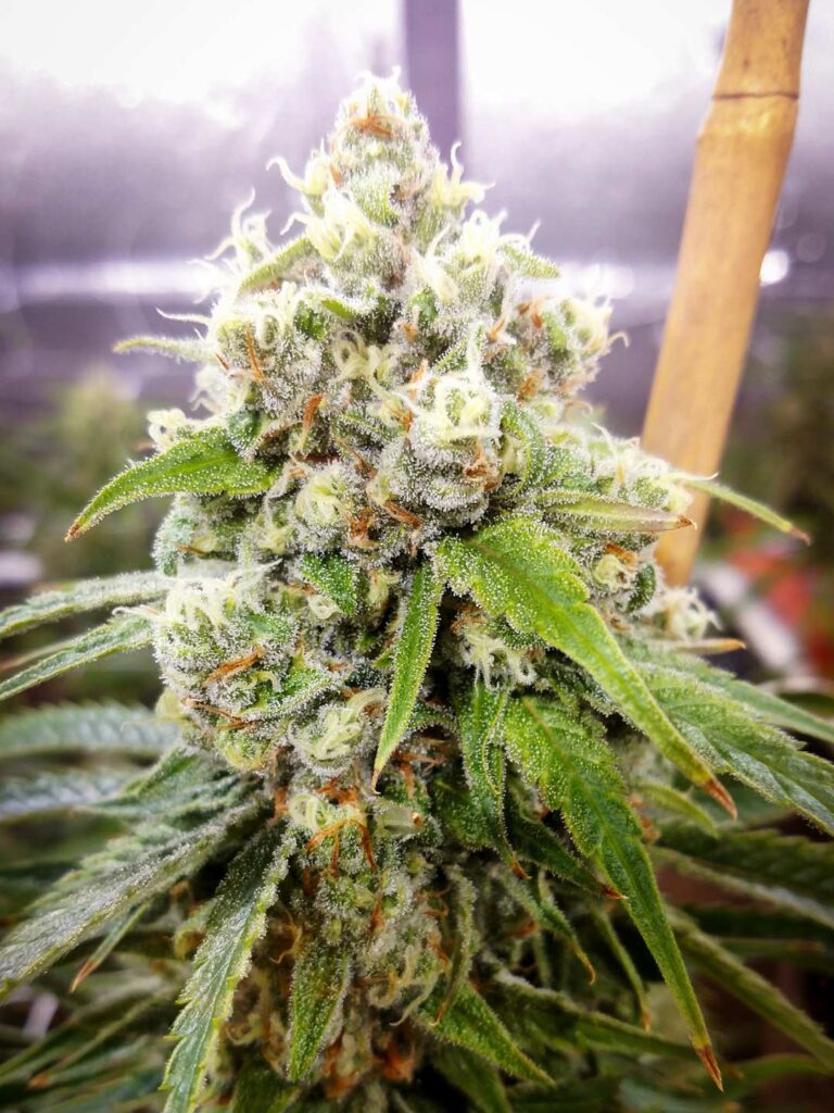 White Widows Strain