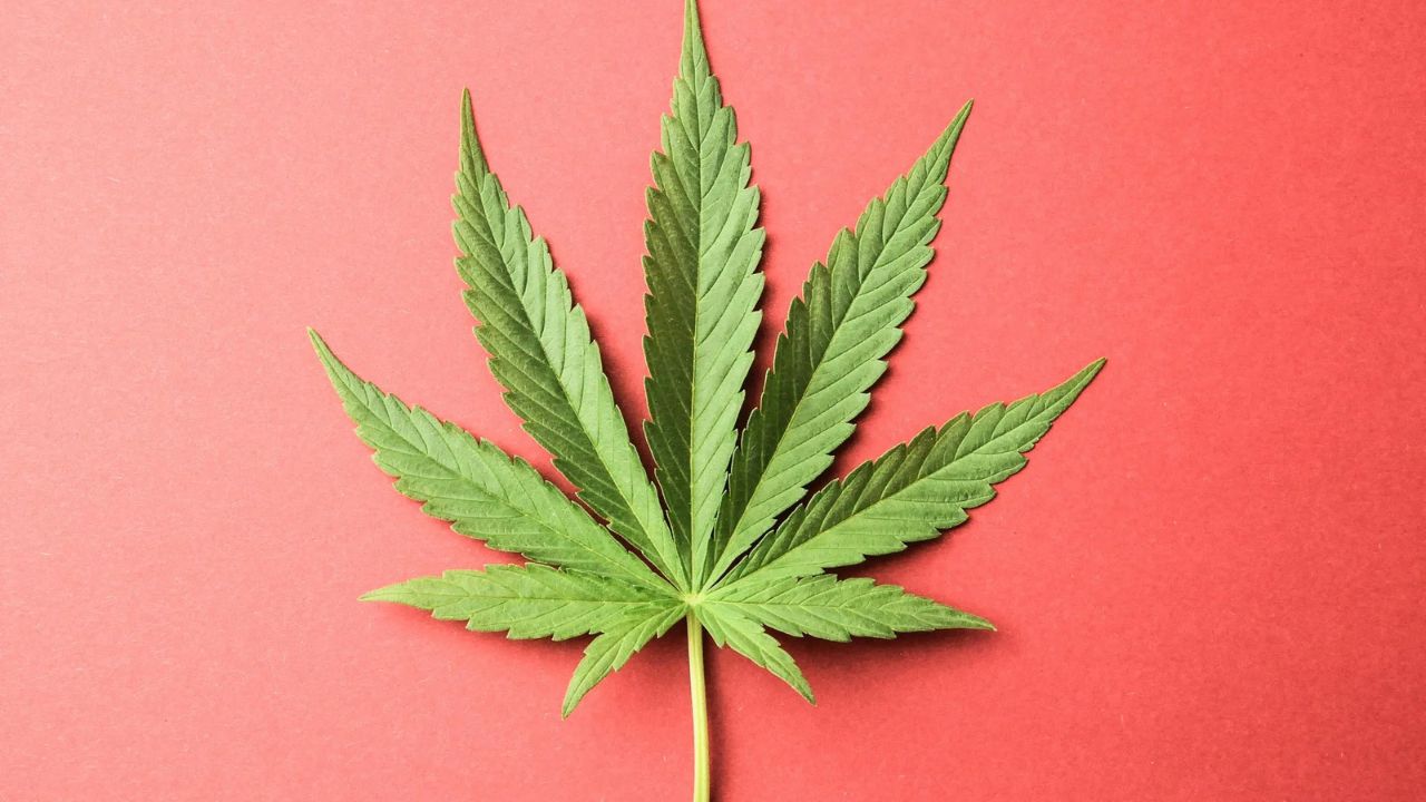 How Identify Cannabis Sex Before Flowering