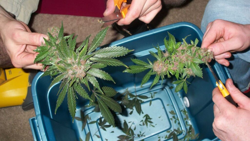 How Identify Cannabis Sex Before Flowering