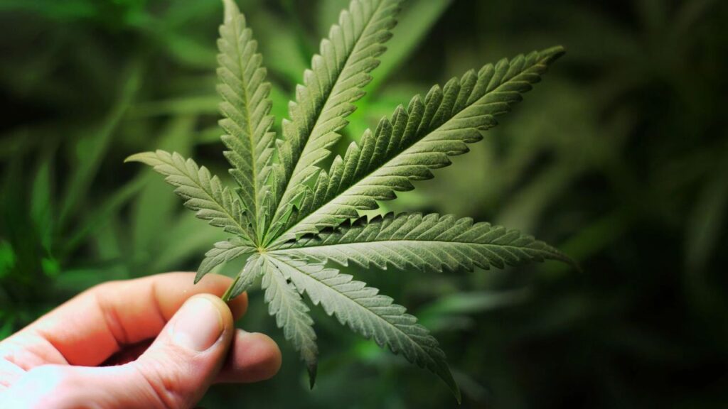 cannabis flowering stage week by week