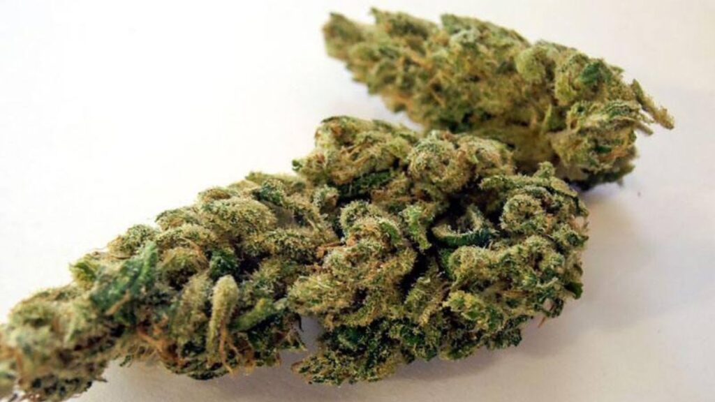 cannabis leaf issues