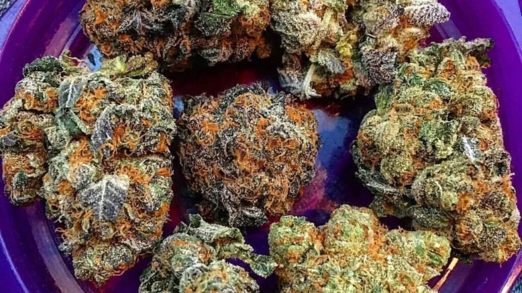 godfather og strain
