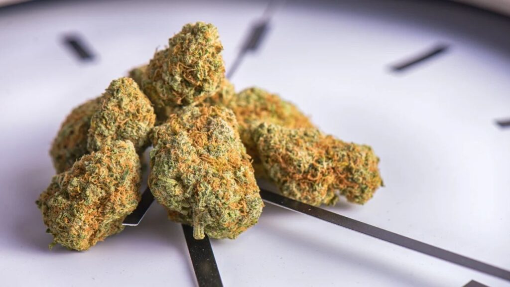 how long does cannabis shipping take