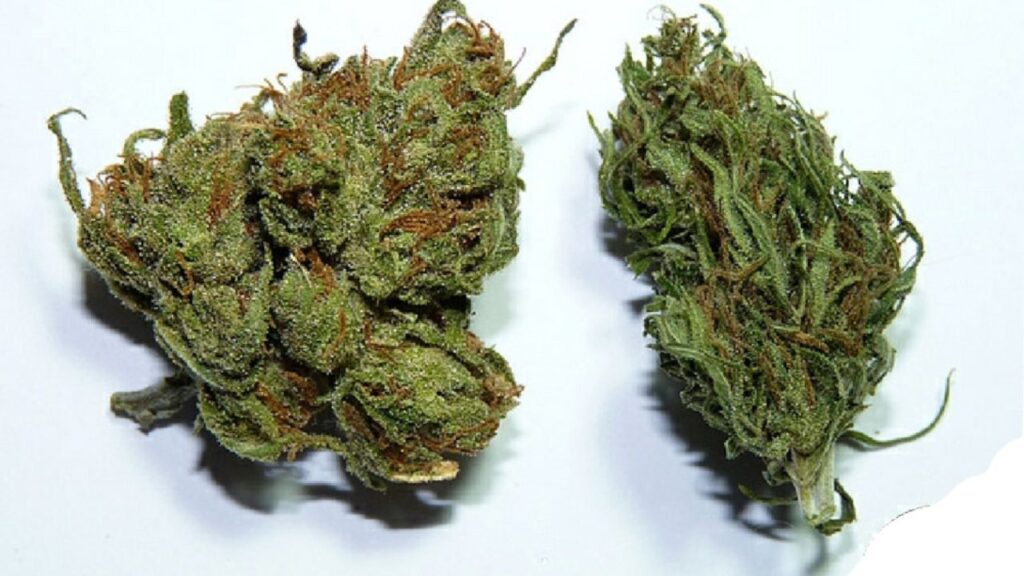 what are the effects of indica strains