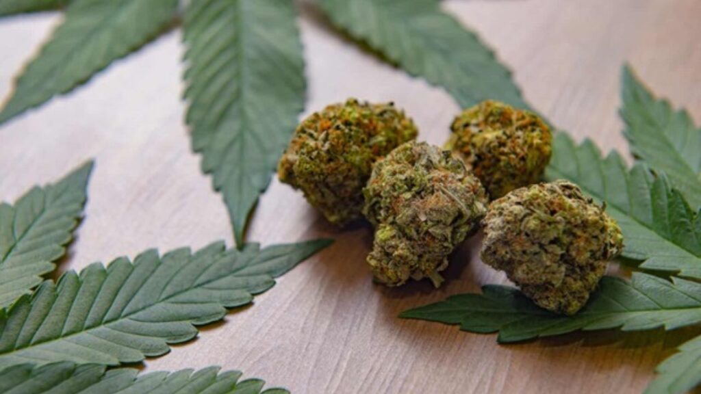 Indica sativa or hybrid read cannabis leaf